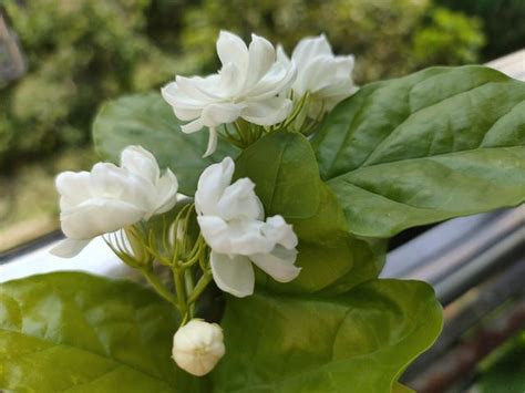 茉莉花種植|新手種植茉莉花，只要牢記養護「口訣」，花爆滿盆、。